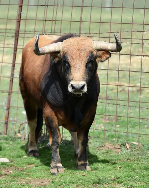 Toro Fuerte Con Cuernos Grandes —  Fotos de Stock