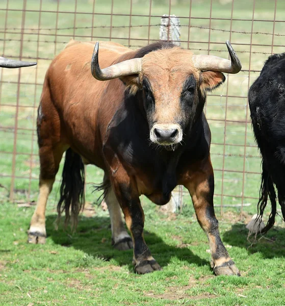 Spanischer Bulle Der Rinderzucht — Stockfoto