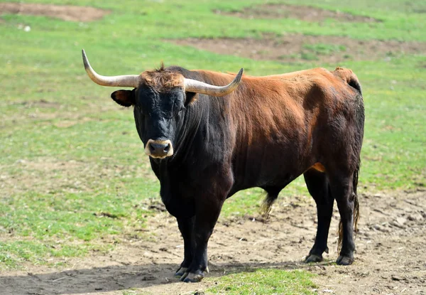Sığır Yetiştirirken Spanyol Boğası — Stok fotoğraf