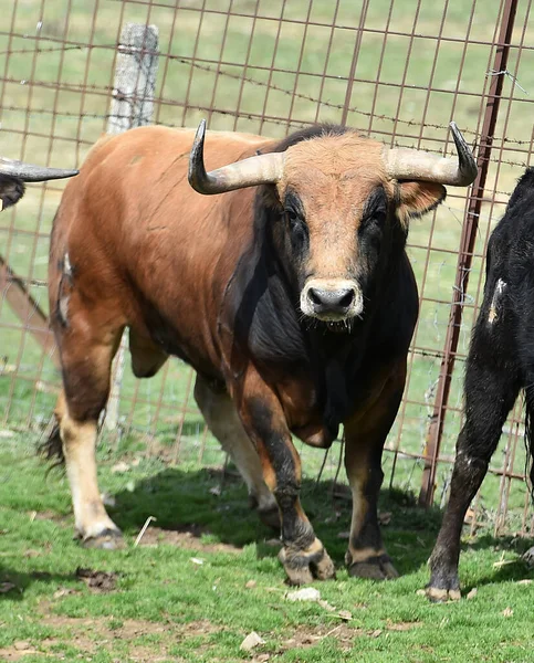 Taureau Espagnol Dans Élevage Bovin — Photo