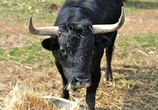 Toro Spagnolo Nell Allevamento Del Bestiame — Foto Stock