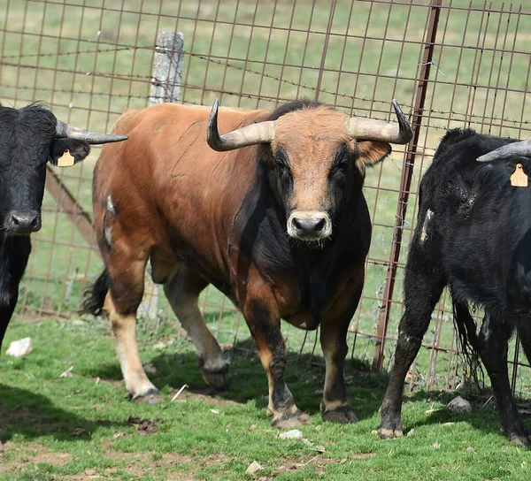 Touro Espanhol Criação Gado — Fotografia de Stock