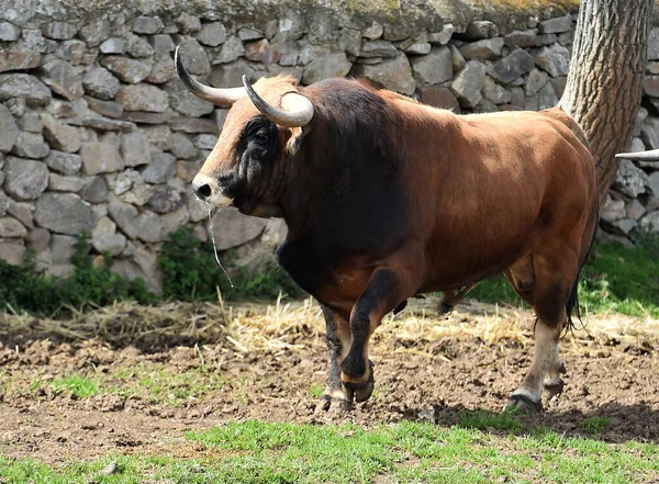 Španělský Býk Chovu Skotu — Stock fotografie