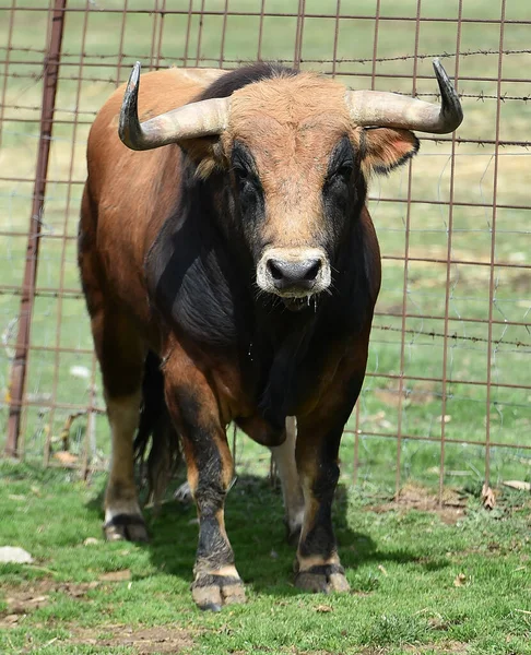 Strong Bull Spanish Field — Stock Photo, Image