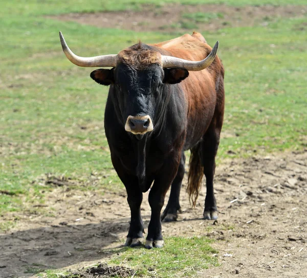 Strong Bull Spanish Field — Stock Photo, Image