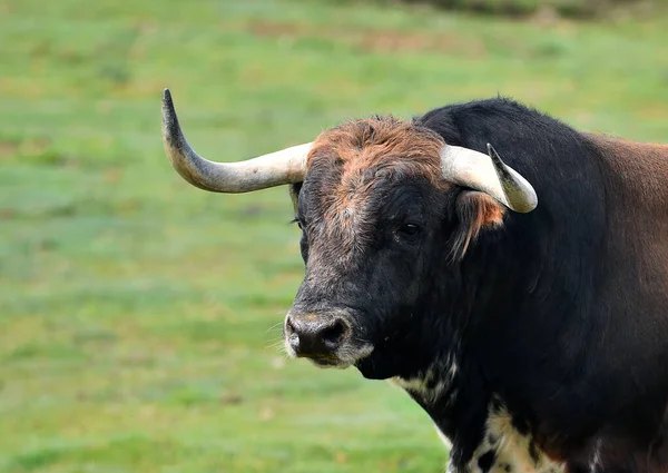 Strong Bull Spanish Field — Stock Photo, Image