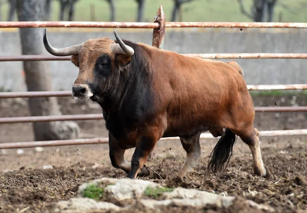 スペインの畑で強い雄牛が — ストック写真