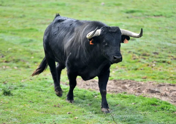 Toro Fuerte Campo Español — Foto de Stock