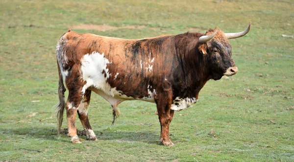İspanyol topraklarında güçlü bir boğa.