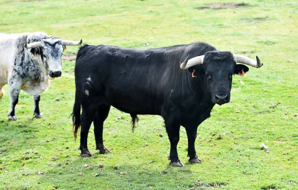 Toro Fuerte Campo Español —  Fotos de Stock