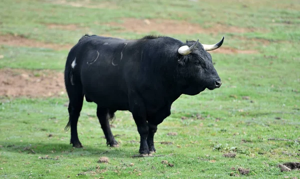 Ein Starker Bulle Auf Dem Spanischen Feld — Stockfoto