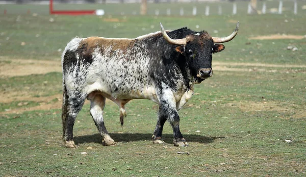 西班牙战场上的一头强壮的公牛 — 图库照片