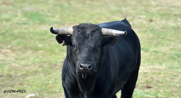 Toro Spagnolo Con Grandi Corna Nel Campo — Foto Stock