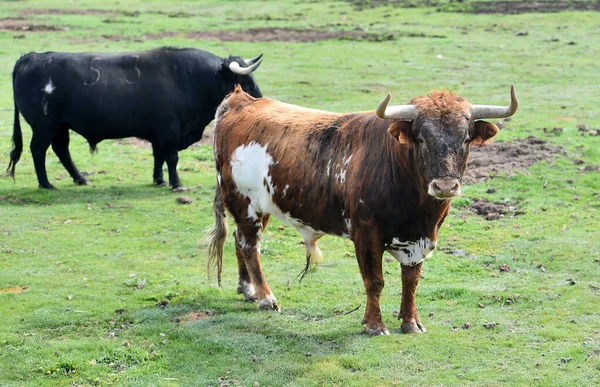 Touro Espanhol Com Grandes Chifres Campo — Fotografia de Stock