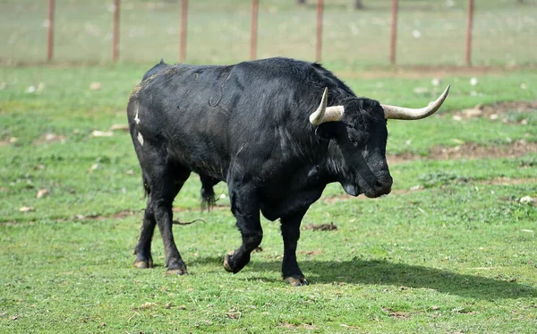 Spanischer Stier Mit Großen Hörnern Auf Dem Feld — Stockfoto