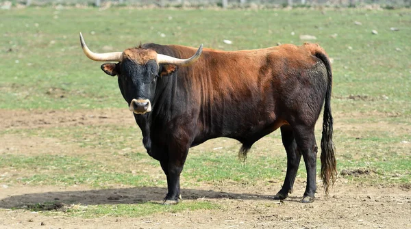 Spanish Bull Big Horns Field — Stock Photo, Image