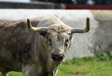 Tarlada boynuzlu İspanyol boğası