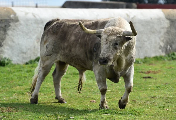 Toro Español Con Cuernos Grandes Campo — Foto de Stock