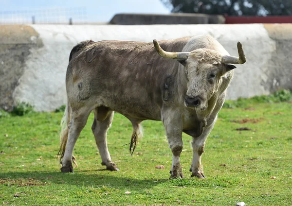 Toro Español Con Cuernos Grandes Campo — Foto de Stock