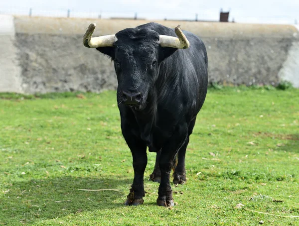 Taureau Espagnol Avec Grandes Cornes Dans Domaine — Photo