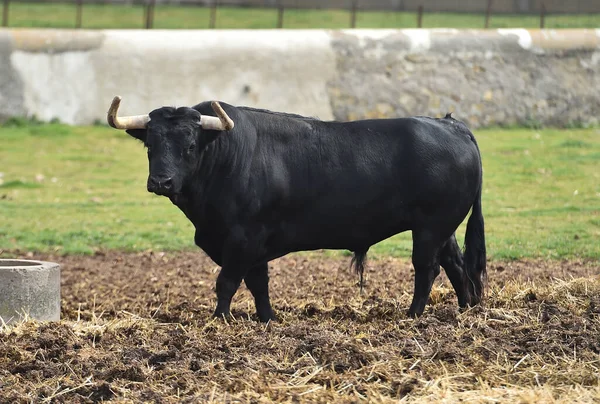 Spaanse Stier Met Grote Hoorns Het Veld — Stockfoto