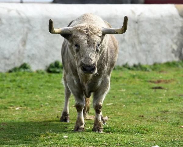 Spanischer Stier Mit Großen Hörnern Auf Dem Feld — Stockfoto