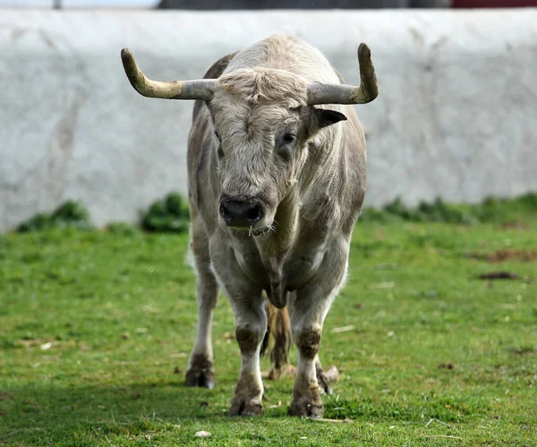 Toro Con Grandi Corna Nel Campo Spagnolo — Foto Stock