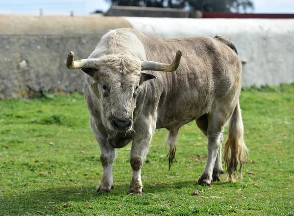 スペインのフィールドに大きな角を持つ雄牛 — ストック写真