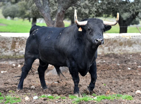 Stier Met Grote Hoorns Het Spaanse Veld — Stockfoto