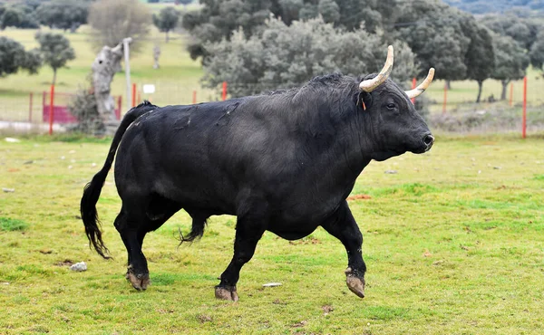 Toro Con Cuernos Grandes Campo Español — Foto de Stock