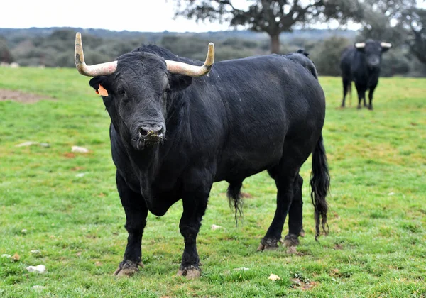 Stier Mit Großen Hörnern Auf Dem Spanischen Feld — Stockfoto