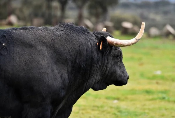 Toro Con Cuernos Grandes Campo Español — Foto de Stock