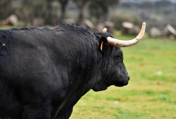 Tjur Med Stora Horn Det Spanska Fältet — Stockfoto