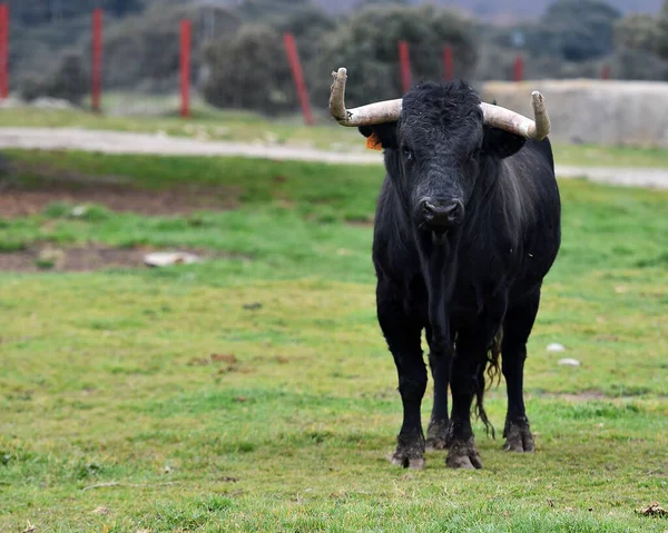 Toro Con Cuernos Grandes Campo Español —  Fotos de Stock