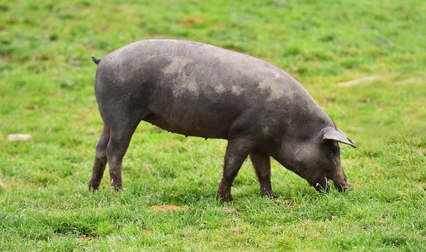 Cerdo Ibérico Campo España —  Fotos de Stock