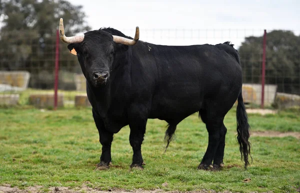 Toro Con Cuernos Grandes Campo Español — Foto de Stock