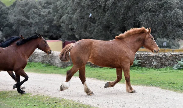 Horses Spanish Field — Stock Photo, Image