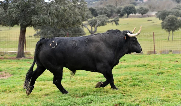 Gros Taureau Avec Grandes Cornes Dans Champ Espagnol — Photo