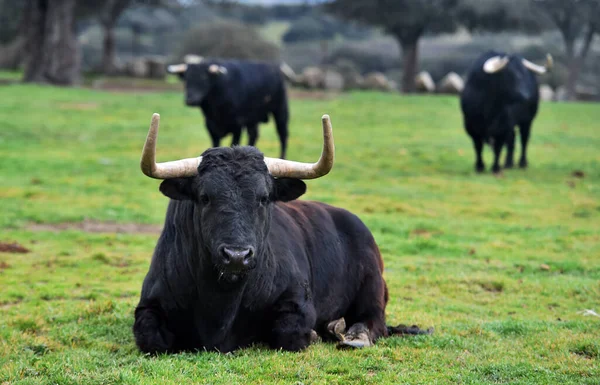 Toro Grande Con Cuernos Grandes Campo Español — Foto de Stock