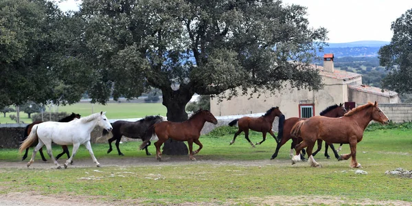 Grande Toro Con Grandi Corna Nel Campo Spagnolo — Foto Stock