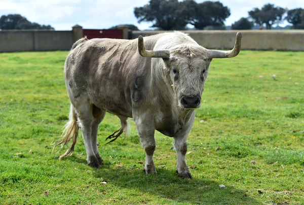 Ein Großer Stier Mit Großen Hörnern Auf Dem Spanischen Feld — Stockfoto
