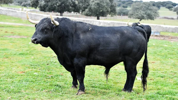 Egy Nagy Bika Nagy Szarvakkal Spanyol Mezőn — Stock Fotó