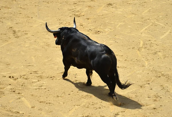 Zwarte Stier Met Grote Hoorns Spaanse Arena — Stockfoto