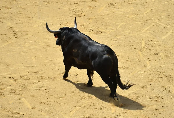 Czarny Byk Dużymi Rogami Hiszpanski Bullring — Zdjęcie stockowe