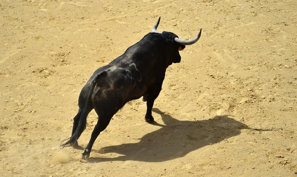 Taureau Noir Avec Grandes Cornes Dans Arène Espagnole — Photo