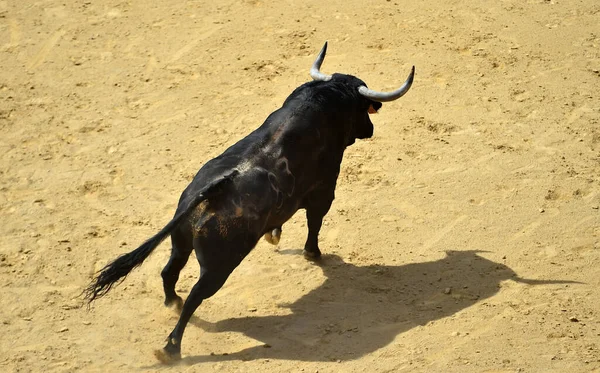 Svart Tjur Med Stora Horn Den Spanska Tjurfäktningsarenan — Stockfoto