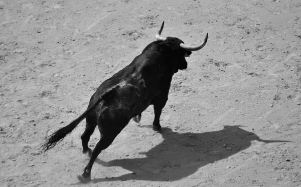 Büyük Boynuzlu Siyah Boğa Spanyol Boğa Ringinde — Stok fotoğraf