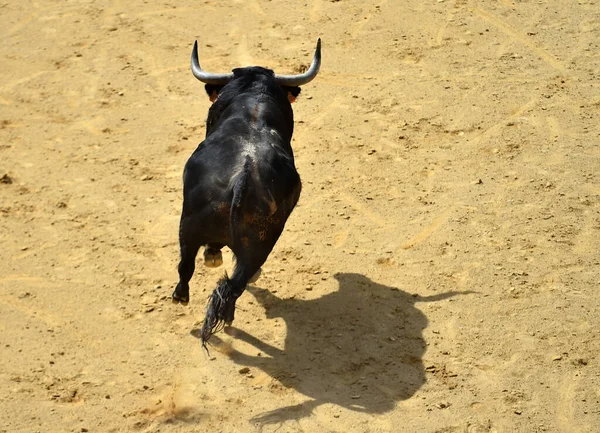 在西班牙斗牛场上长着大角的黑色公牛 — 图库照片