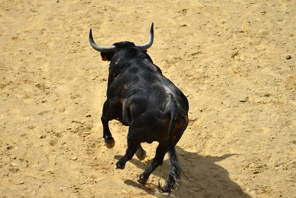 スペインの闘牛場に大きな角を持つ黒い雄牛 — ストック写真