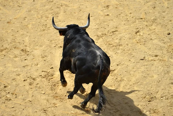 Toro Nero Con Grandi Corna Nell Arena Spagnola — Foto Stock